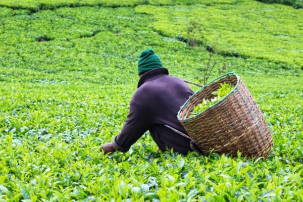 1900年代から茶葉の栽培が始まる